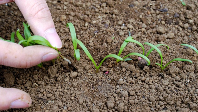 1回目の間引きでは、芽と芽が3cm間隔になるように、育ちが悪い芽を抜いていく